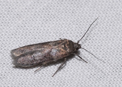 Blastobasis phycidella