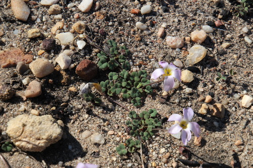 Image of Oxalis pocockiae by (c) Tony Rebelo, some rights reserved (CC BY-SA)