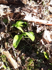 Allium ursinum