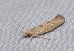 Ypsolopha alpella