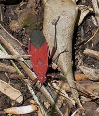 Leptocoris mutilatus