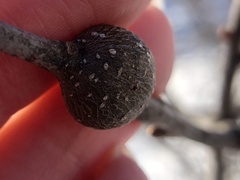 Zapatella quercusmedullae