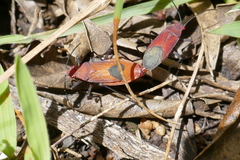 Leptocoris mutilatus