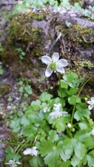 Kumlienia hystricula