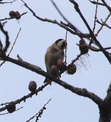 Carduelis carduelis