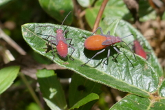 Leptocoris mutilatus
