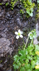 Kumlienia hystricula