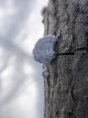 Schizophyllineae