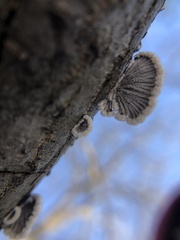 Schizophyllineae