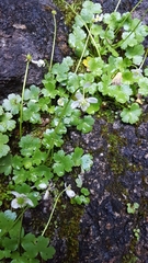 Kumlienia hystricula