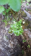 Kumlienia hystricula