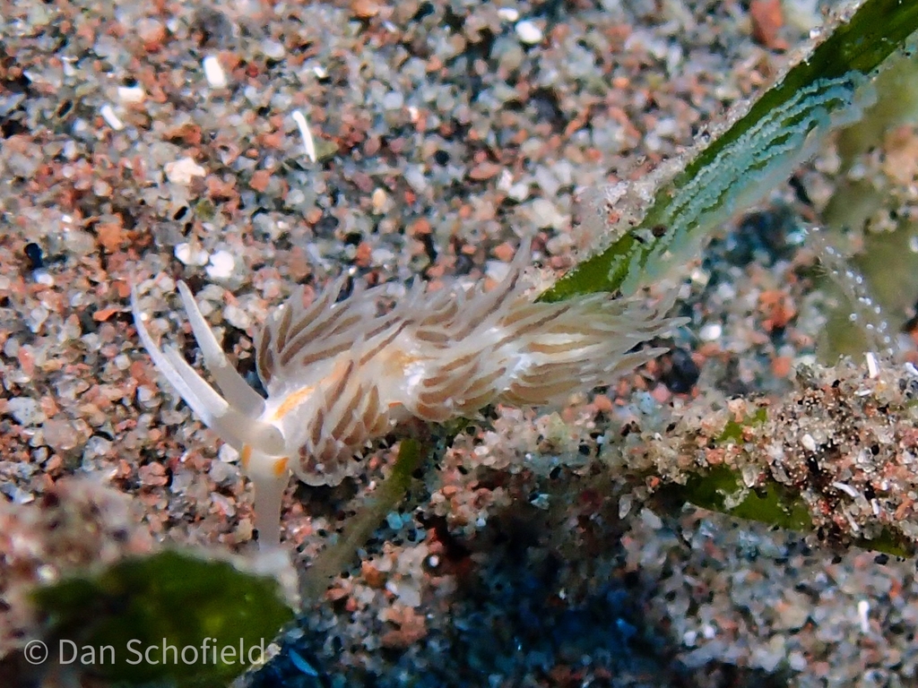 Striped Nudibranch