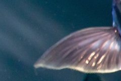 Cheilopogon