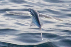 Cheilopogon