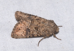 Anarta pugnax