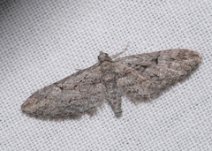 Eupithecia oxycedrata