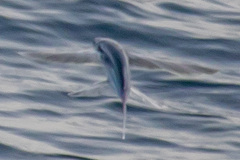Cheilopogon