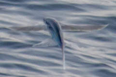 Cheilopogon