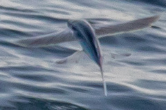 Cheilopogon