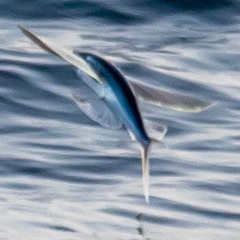 Cheilopogon