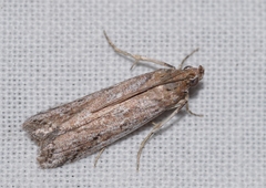 Huertasiella italogallicella