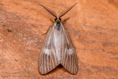Dioptinae
