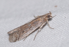 Huertasiella italogallicella