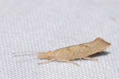 Ypsolopha alpella