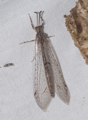 Neuroleon distichus