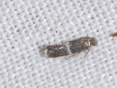 Elachista cingillella