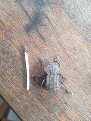 Anomalipus heraldicus