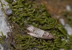 Notocelia incarnatana