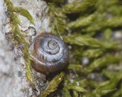 Pyramidula rupestris