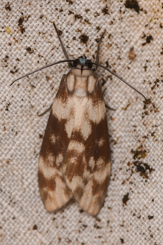 Eucereon discolor