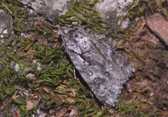 Acronicta auricoma