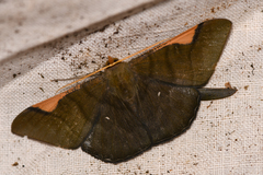 Sphacelodes vulneraria