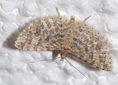 Alucita palodactyla