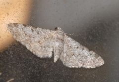 Eupithecia semigraphata