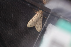 Semioscopis avellanella