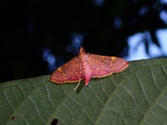 Ischnurges