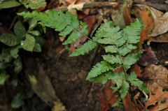 Triplophyllum protensum