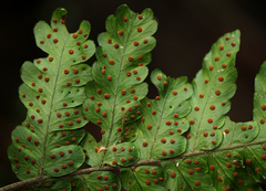 Triplophyllum protensum