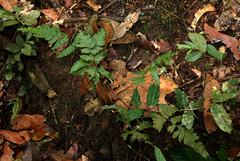 Triplophyllum protensum