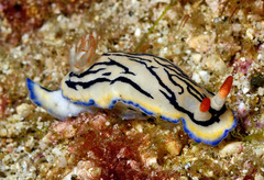 Hypselodoris maritima