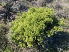 Galium catalinense acrispum