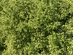 Galium catalinense acrispum