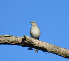 Mimus polyglottos image
