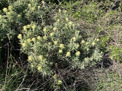 Castilleja grisea
