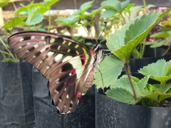 Graphium macfarlanei