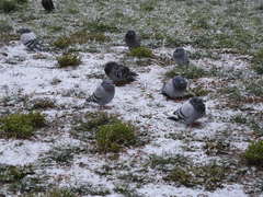 Columba livia domestica